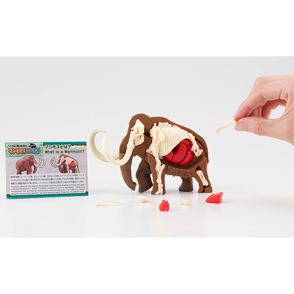 趣味解體拼圖科學系列 - 猛瑪象復原 - Kaitai Puzzle Science - Mammuthus Restore