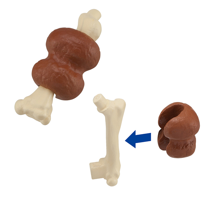 趣味解體拼圖科學系列 - 猛瑪象復原 - Kaitai Puzzle Science - Mammuthus Restore