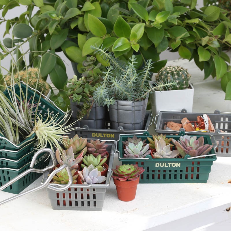 DULTON 迷你購物籃 - 紅色/橘色/黃色/綠色/海軍藍/米色/灰色 - DULTON Desktop Basket - Red/Orange/Yellow/Green/Navyblue/Ivory/Gray